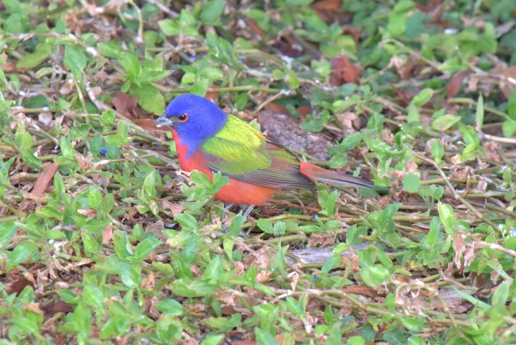 Painted Bunting_edited